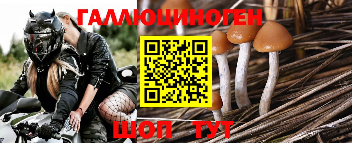 Алексеевка  Псилоцибиновые грибы Magic Shrooms  Вход с VPN 